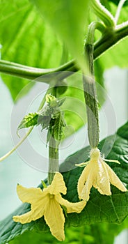 Cucumber farm greenhouse. Growing cucumbers in a greenhouse..