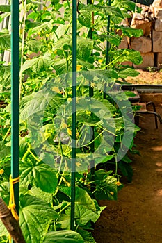 Cucumber farm inside DIY greenhouse