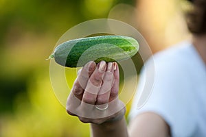 Cucumber in Farmer's Hand