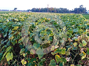 Cucumber Farming in our land at West Bengal,India.