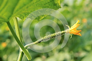 Cucumber female flower