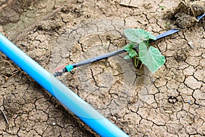 Cucumber field growing with drip irrigation system.