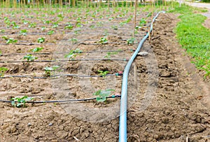 Cucumber field growing with drip irrigation system.