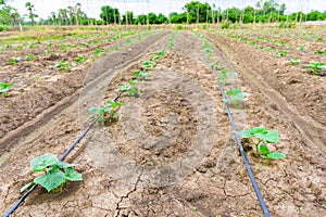 Cucumber field growing with drip irrigation system.