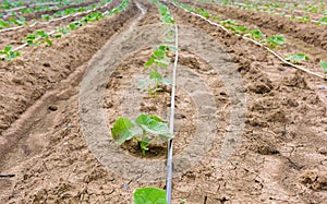 Cucumber field growing with drip irrigation system.