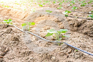 Cucumber field growing with drip irrigation system.