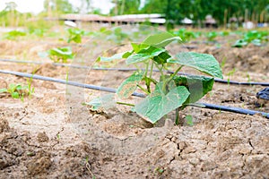 Cucumber field growing with drip irrigation system.