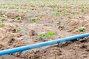 Cucumber field growing with drip irrigation system.