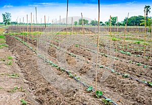 Cucumber field growing with drip irrigation system.