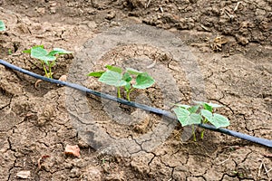 Cucumber field growing with drip irrigation system.