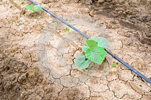 Cucumber field growing with drip irrigation system.