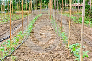 Cucumber field growing with drip irrigation system.