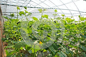 Cucumber field