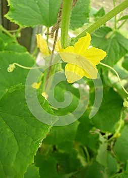 Cucumber flower