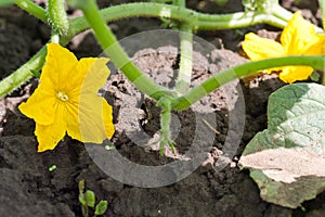 Cucumber flower