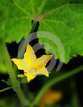 Cucumber flower