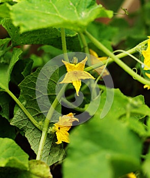 Cucumber flower