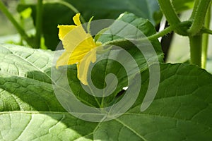 Cucumber flower