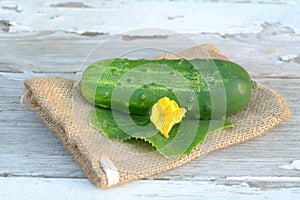 Cucumber and flower