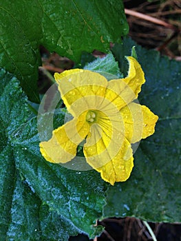 Cucumber Flower