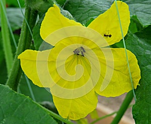 Cucumber flower and ant close up