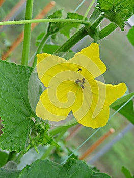 Cucumber flower and ants close up