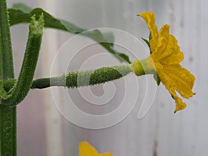Cucumber flower Bud. Large flower yellow. Olericulture photo
