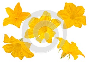 Cucumber flower collection on white