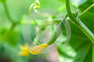 Cucumber with a flower in the garden