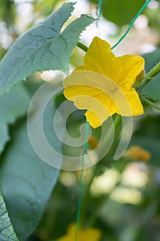 Cucumber flower on a gardening mesh growing in a greenhouse.