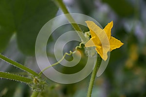 Cucumber flower on a gardening mesh growing in a greenhouse.