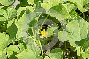 Cucumber flower and green leaves