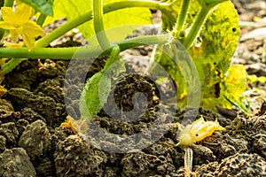 Cucumber flower, on the green muskmelon some of the dewdrops photo