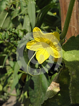 Cucumber flower