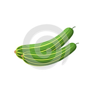 Cucumber Fruit Flat Design Vector Illustration Isolated on a white background