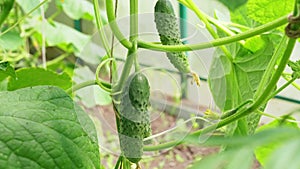 cucumber fruits grow on lianas in greenhouse under natural sunlight