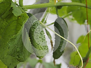 Cucumber on garden bed