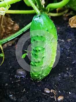 Cucumber