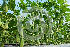 Cucumber in the garden