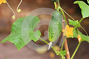 Cucumber in a garden