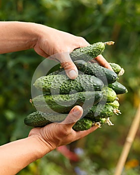 Cucumber German F1 Parthenocarpichybrid, giving a very early and high yield in farmers hands