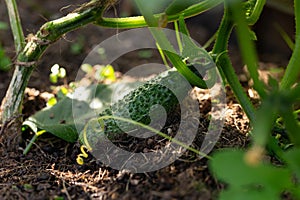 Cucumber German F1 Parthenocarpichybrid, giving a very early and high yield growing in summer kitchen garden, allotment