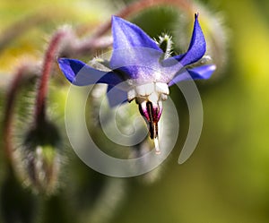 Cucumber grass, Borago officinalis