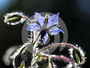 Cucumber grass, Borago officinalis