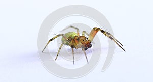 Cucumber or green orb weaver spider Araniella cucurbitina photo