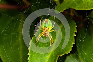 Cucumber green spider araniella cucurbitina photo