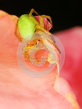 Cucumber Green Spider (Araniella cucurbitina) on the edge of a pink rose photo