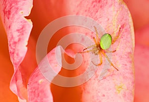 Cucumber Green Spider (Araniella cucurbitina) on the edge of a rose flower photo