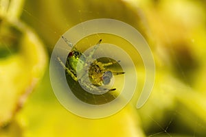 Cucumber green spider araniella cucurbitina in spring photo