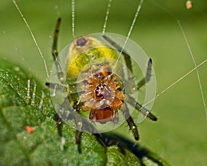 Cucumber green spider, Araniella cucurbittina male